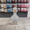 Plain Duck 3ft
